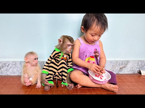 Monkey Kaka and monkey Mit obediently waited for Diem to feed them