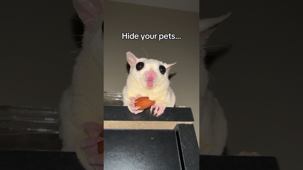 Luckily sugar gliders don’t have that many calories 🙏🏼 