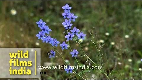 Delphinium growing in Uttarakhand