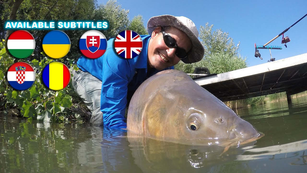 Sipos Gábor - Chilis Tintahal, az új családtag