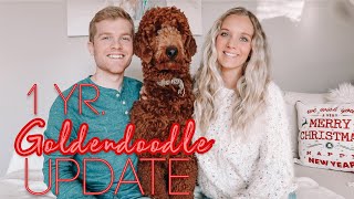 1 YR GOLDENDOODLE UPDATE!! Training, shedding, personality, best products etc.!! :)
