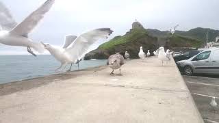 Feeding The Seagulls ¬ With SlowMo  Ep1