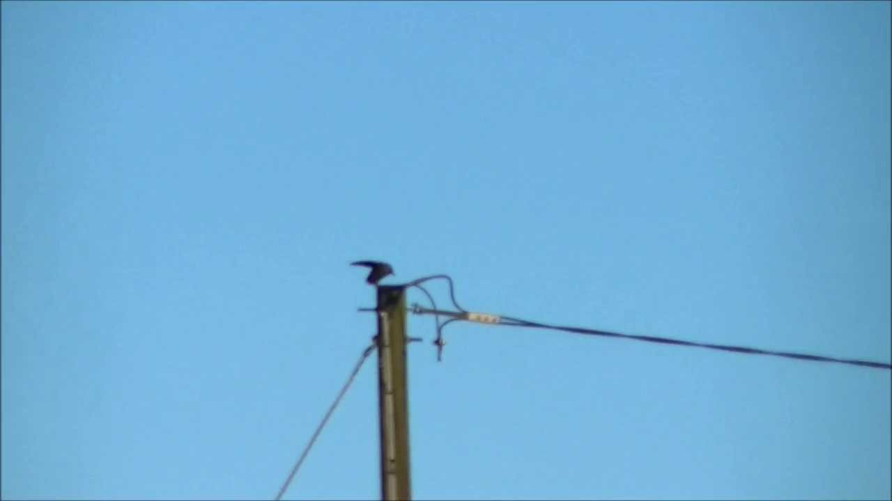 Supernatural Crow- Ireland