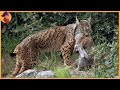 The Rarest Hunting Moments By The Lynx And Bobcat Captured On Camera