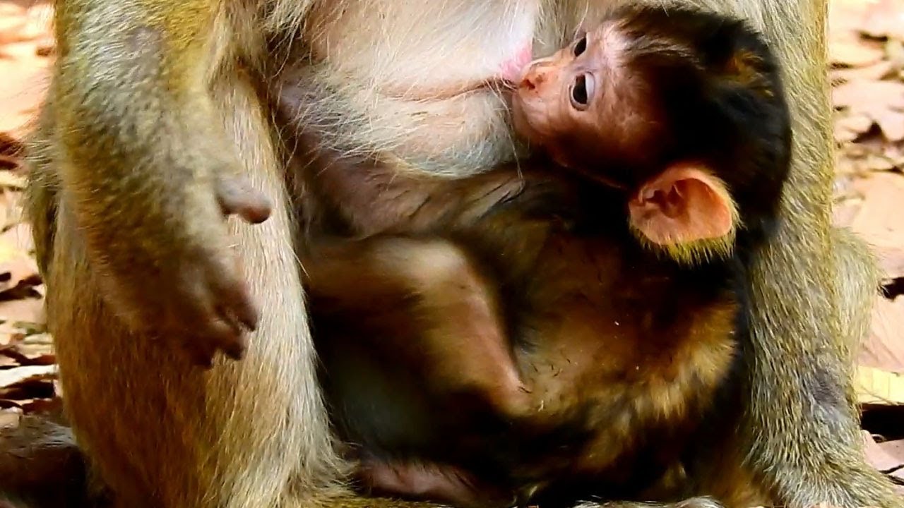 Welcome Newborn baby Baron drink milk big baby, good healthy so cute and beautiful color