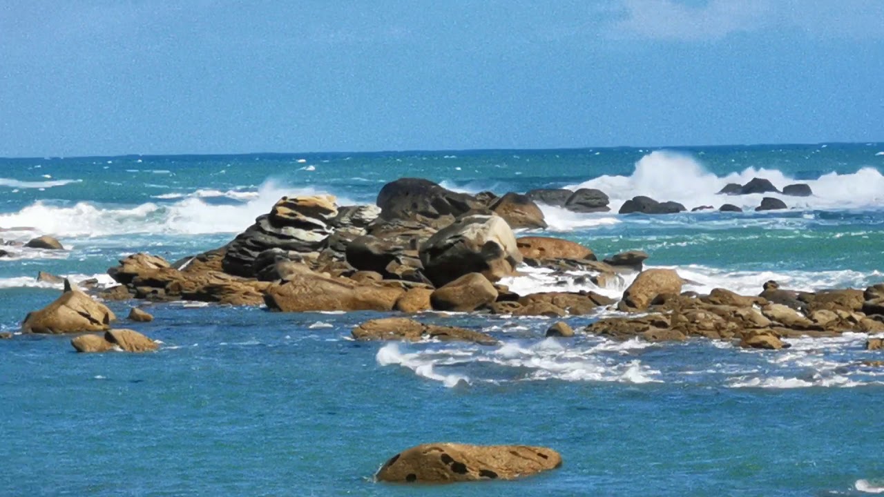 Brignogan la côte des chardons bleus(2)