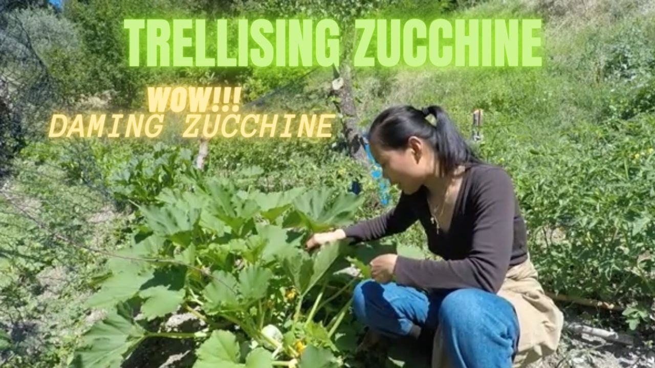 TRILLESING ZUCCHINI | SIMPLE ZUCCHINI TRELLIS | ZUCCHINNI TRELLIS 