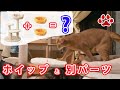 Mau キャットタワーを組み合わせた 【猫部屋ライブ Miaou みゃう】