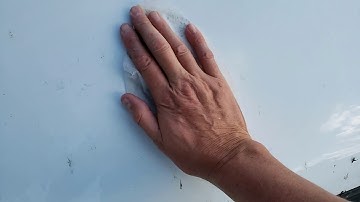 Love Bugs  love bug removal dryer sheets Florida