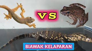 Cuma makan makanan ringan || Ngasih makan biawak kelaparan pakai katak dan cicak