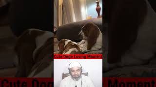Cute Animals Video EP 165 #cutepuppiesvideos #funnyanimals #funnydogsvideos #cutepuppyvideo #shorts