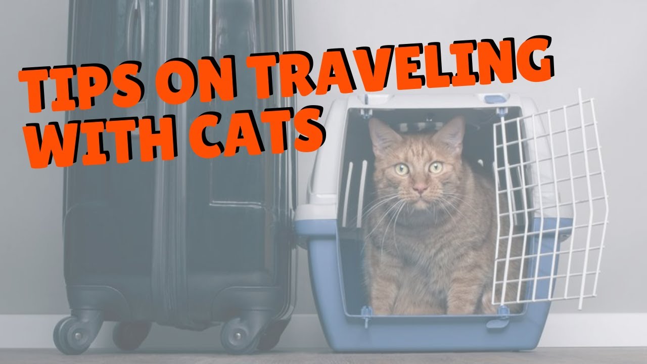 How To Travel With Cats | Two Crazy Cat Ladies - YouTube