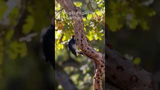 Chim gõ kiến giấu hạt sồi vào thân cây thưgiãn shortvideo