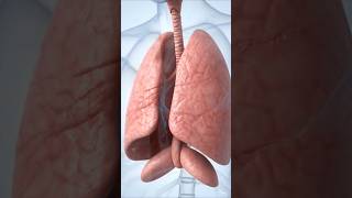 🫁What Happens During Pulmonary Edema? Causes, Symptoms & Prevention | 3D Medical Animation#education