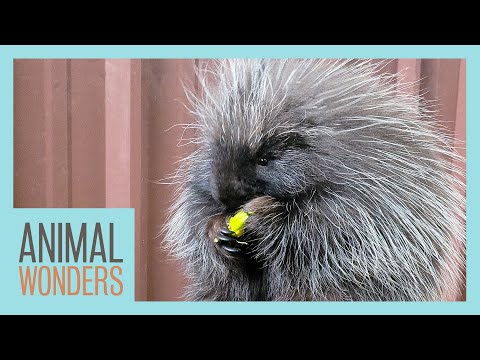Meet And Greet: Wonder The Porcupine!