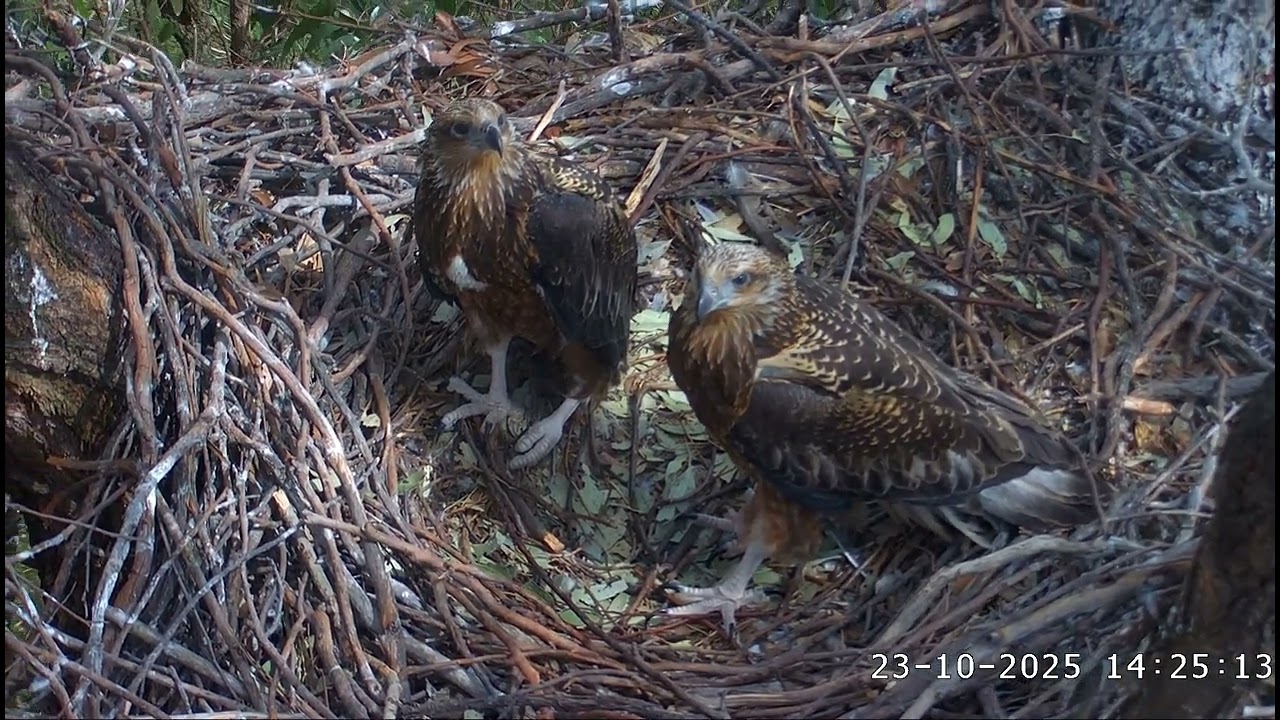 Close-ups of the beautiful seaglets at 68 (SE36) & 69 (SE35) days old 😍 /  23-10-2025 / Sea-EagleCAM