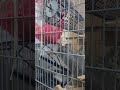 デグーのアクアさん１人遊び