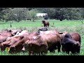 Cruzamiento estratégico, manejo de pasturas rotacional de precisión clave en ganadería -  FADCAMPO