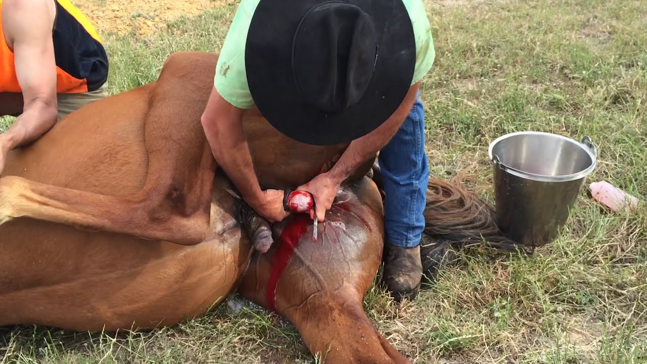 The Henderson Tool - The  Equine Castration Revolution For Some Horse Vets