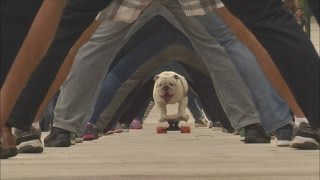 Bulldog Skateboards Through Legs Of 30 People On Guinness World Record Day