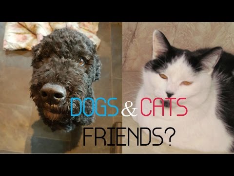 How To Introduce New Dog To Your Cat