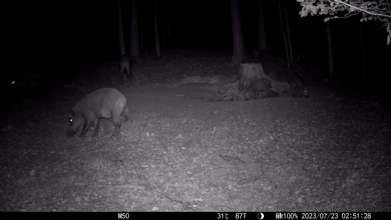 Těžký život selátka