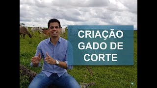 COMO INICIAR A CRIAÇÃO DE GADO DE CORTE? - YouTube