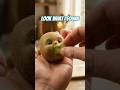 I found a KIWI with a FACE! 🥝😳 #shorts