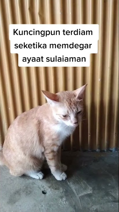 Reaksi Kucing Saat Mendengar Ayat Sulaiman, Seperti Mencari Sumber Bunyi #2 #AyatSulaiman #Shorts