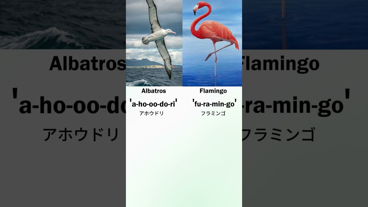 Names of Birds in Japanese language. 