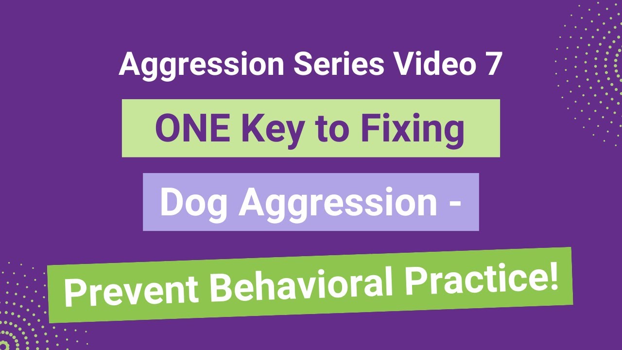 ONE Key to Fixing Dog Aggression - Prevent Behavioral Practice ...