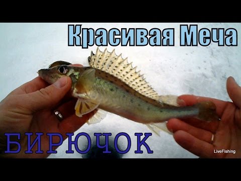 Бирючок  Река Красивая Меча