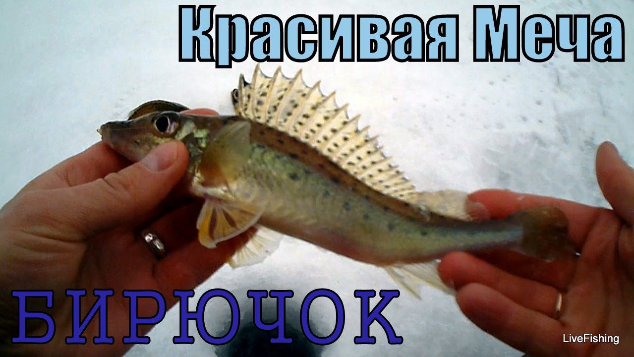 Рыба Бирюк Фото