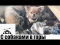 По ЛЕСАМ и ГОРАМ ШВЕЙЦАРИИ с собаками) Relaxing video)