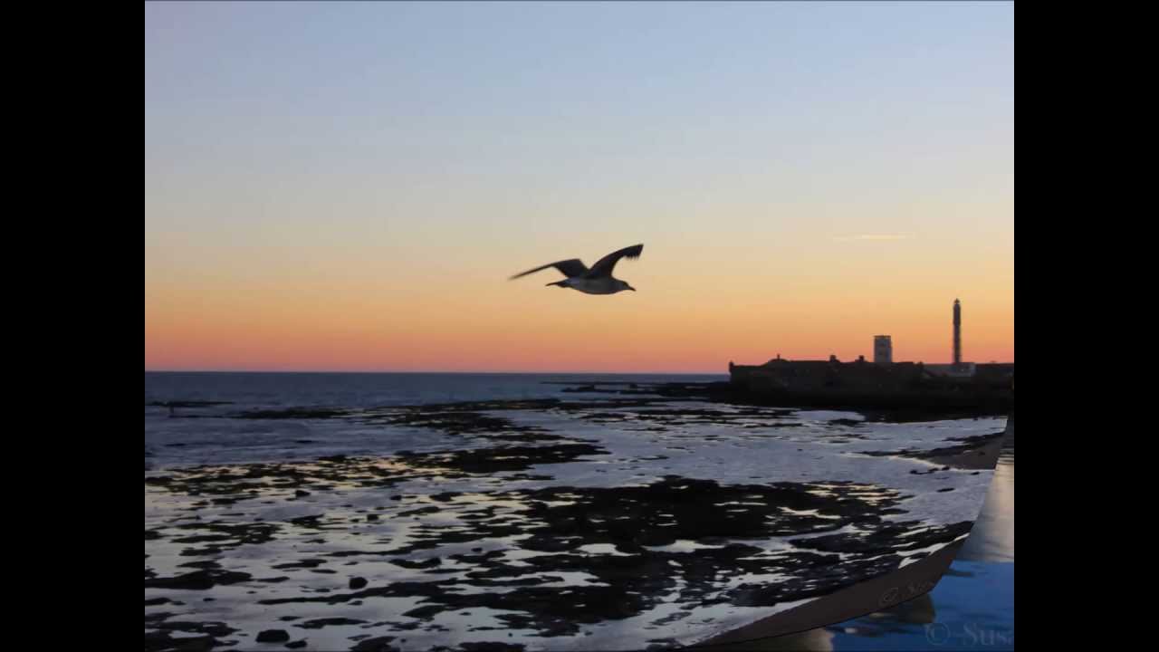 HIPPOCAMPUS Norsk/Spansk Språkkurs video phone beyonce mp3