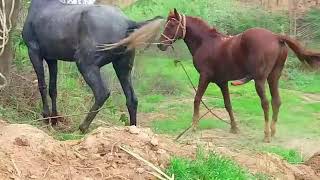 wow horses meeting super meeting of horses, 2022 gadha gadhi sexy #sexy