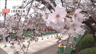 “宣言”解除初日に東京で桜満開　上野公園の桜(2021年3月22日)