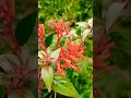 beautiful flowers #homegardening #nature #youtubeshorts#trendingshorts #shorts#flowers
