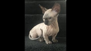 SPHYNX BAMBINO GATO video em portugues by JOAO CLAUDIO USA 1,524 views 4 years ago 8 minutes, 1 second