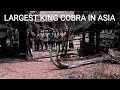 Asia's very largest king Cobra video