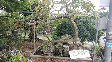 Cây lộc vừng - Tiểu cảnh lộc vừng