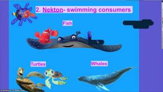 Unit 5 Aquatic Biomes Pt 3 Marine Organisms AP Environmental