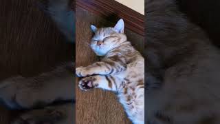 шотландская прямоухая Лисса спит#шотландскаяпрямоухая#кошка#котик#шотландеу