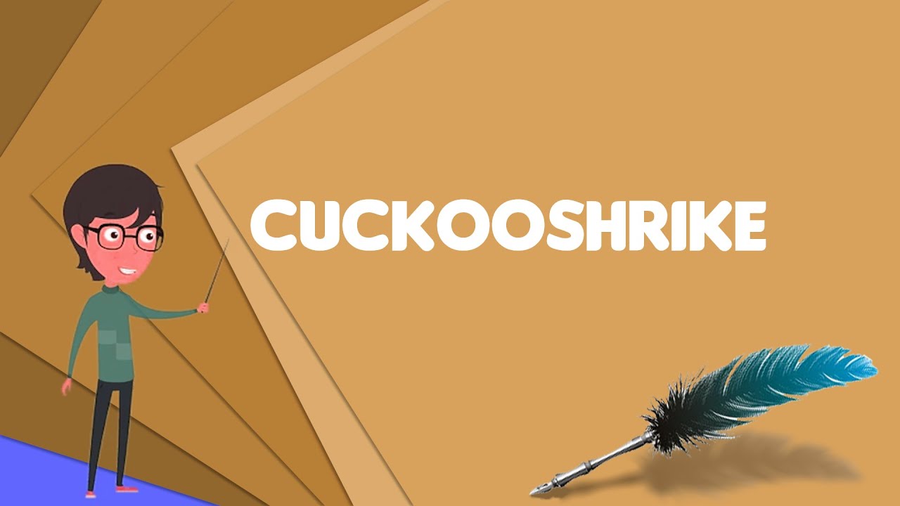 What is Cuckooshrike? Explain Cuckooshrike, Define Cuckooshrike, Meaning of Cuckooshrike