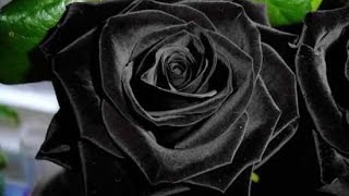 The Stunningly Beautiful Black Roses of Halfeti
