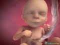 A gravidez por dentro - 15 a 20 semanas - BabyCenter