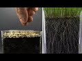 Grass Roots Growing Underground Time Lapse - 30 days