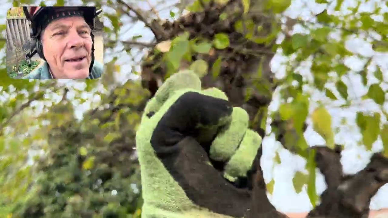 Бесплодная катастрофа с тутовой ягодой