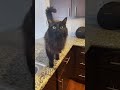 Blackcat singing Usher song 2