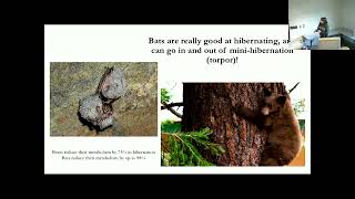 SNARL Seminar: May 23, 2023 Claim to flame: the resilient bat communities of the Sierra Nevada